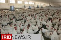 اجرای طرح کاهش وزن و سن مرغ گوشتی