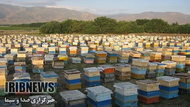 آغاز کوچ زنبور داران به مناطق ییلاقی زنجان
