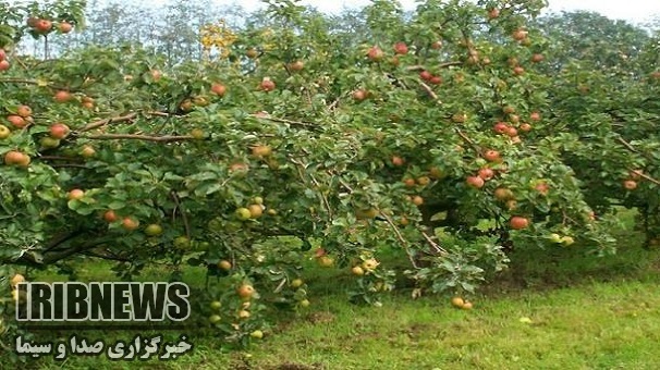 پرداخت مطالبات باغداران فارس