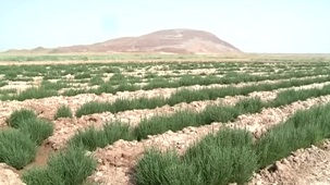 تولید سالیکورنیا برای مقابله با ریزگرد در قم