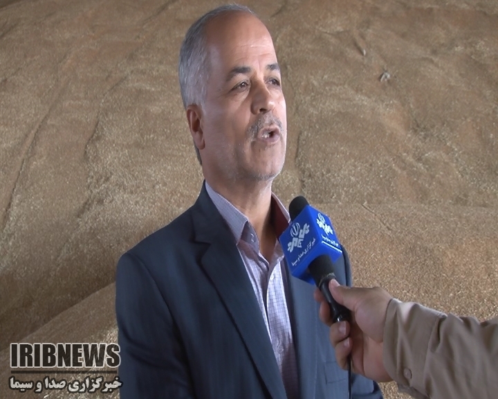 برداشت ۷۵۰ هزار تن گندم در همدان &nbsp;
