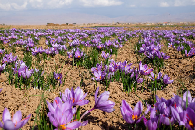 برگزاری هفته زعفران ایران در تربت حیدریه