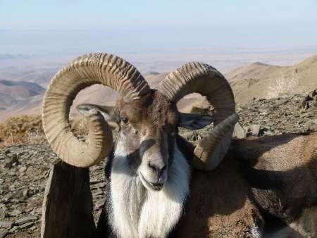 دستگیری هفت شکارچی متخلف در  مانه و سملقان و گرمه