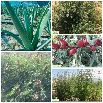 توسعه کشت گیاهان دارویی در لارستان