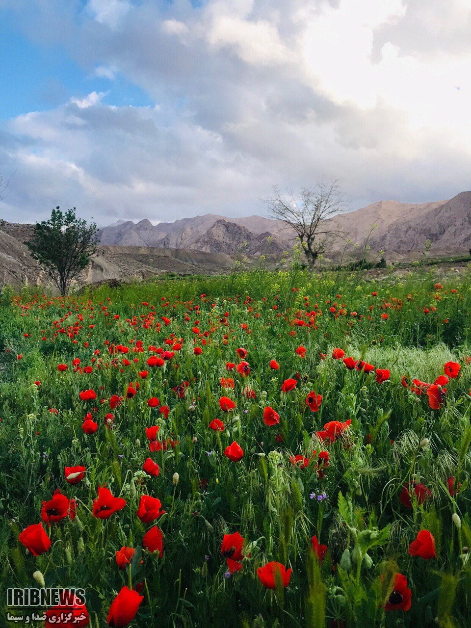 پایان سرما، آغاز گرما در خراسان جنوبی