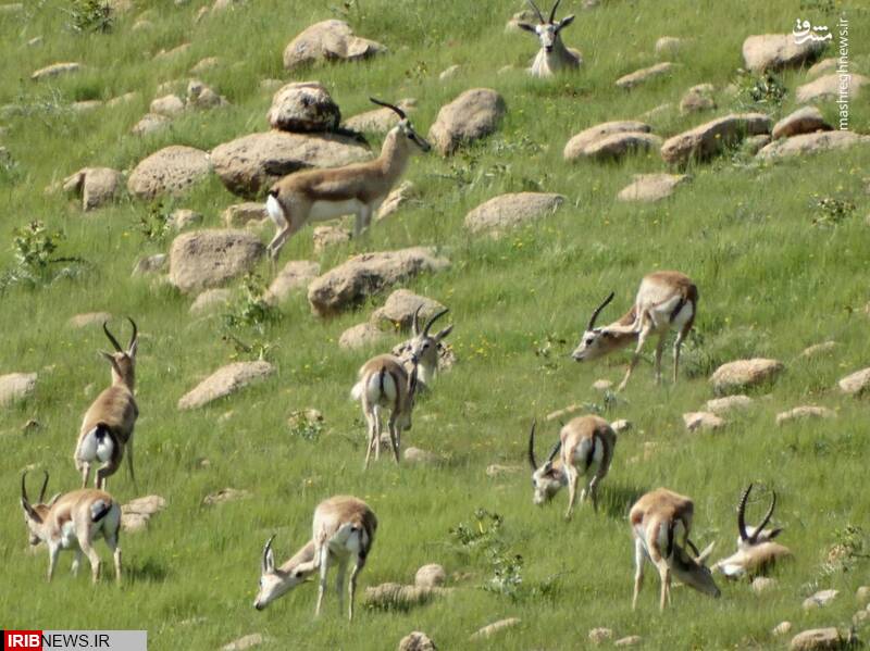 بازگشت آهوی بیمار به دامان طبیعت سرپل ذهاب