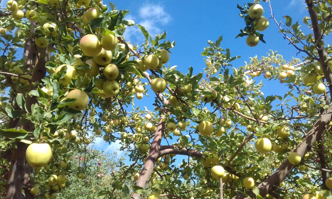 برداشت سیب در بوانات