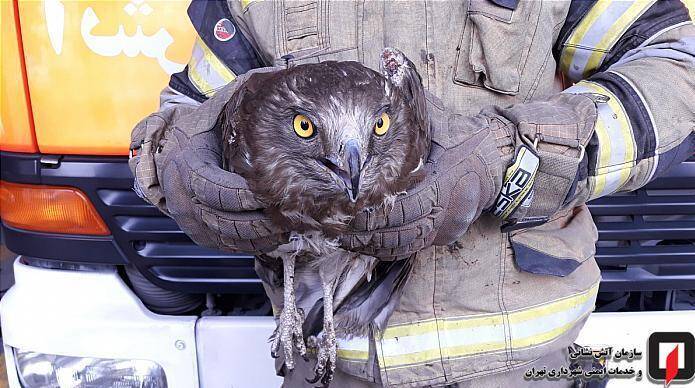 ورود پرنده شکاری به مغازه + عکس ورود پرنده شکاری به مغازه + عکس