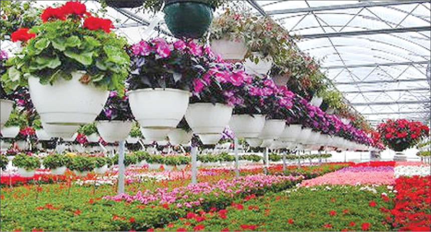 کرونا و زخمی بر پیکره گل