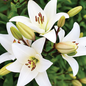 همه چیز درباره گل زیبای لیلیوم همه چیز درباره گل زیبای لیلیوم