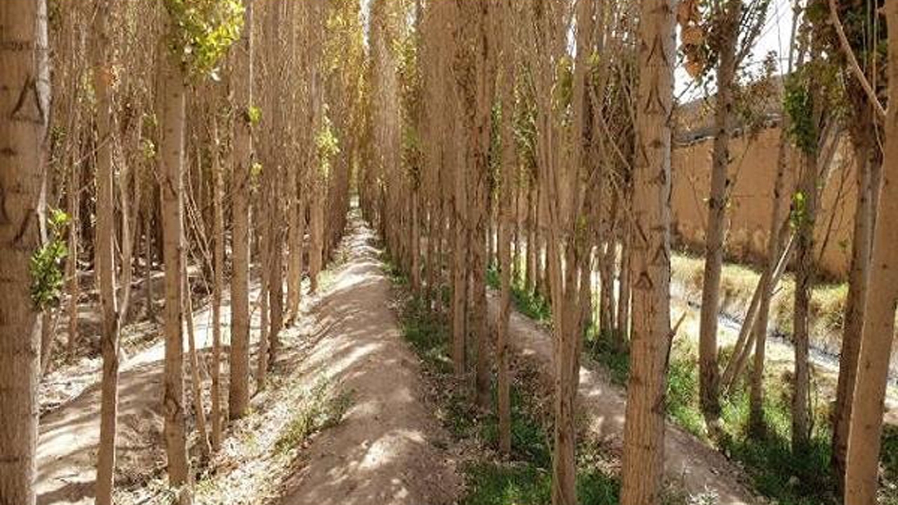 شناسایی ۴ هزار هکتار زمین برای زراعت چوب