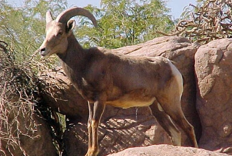 حیات وحش بومی ایران را بشناسید