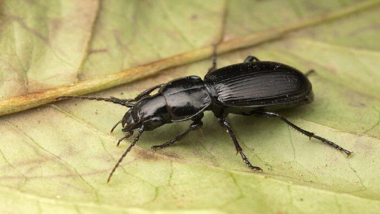 چند توصیه برای جلوگیری از ورود سوسک‌ها به داخل ساختمان