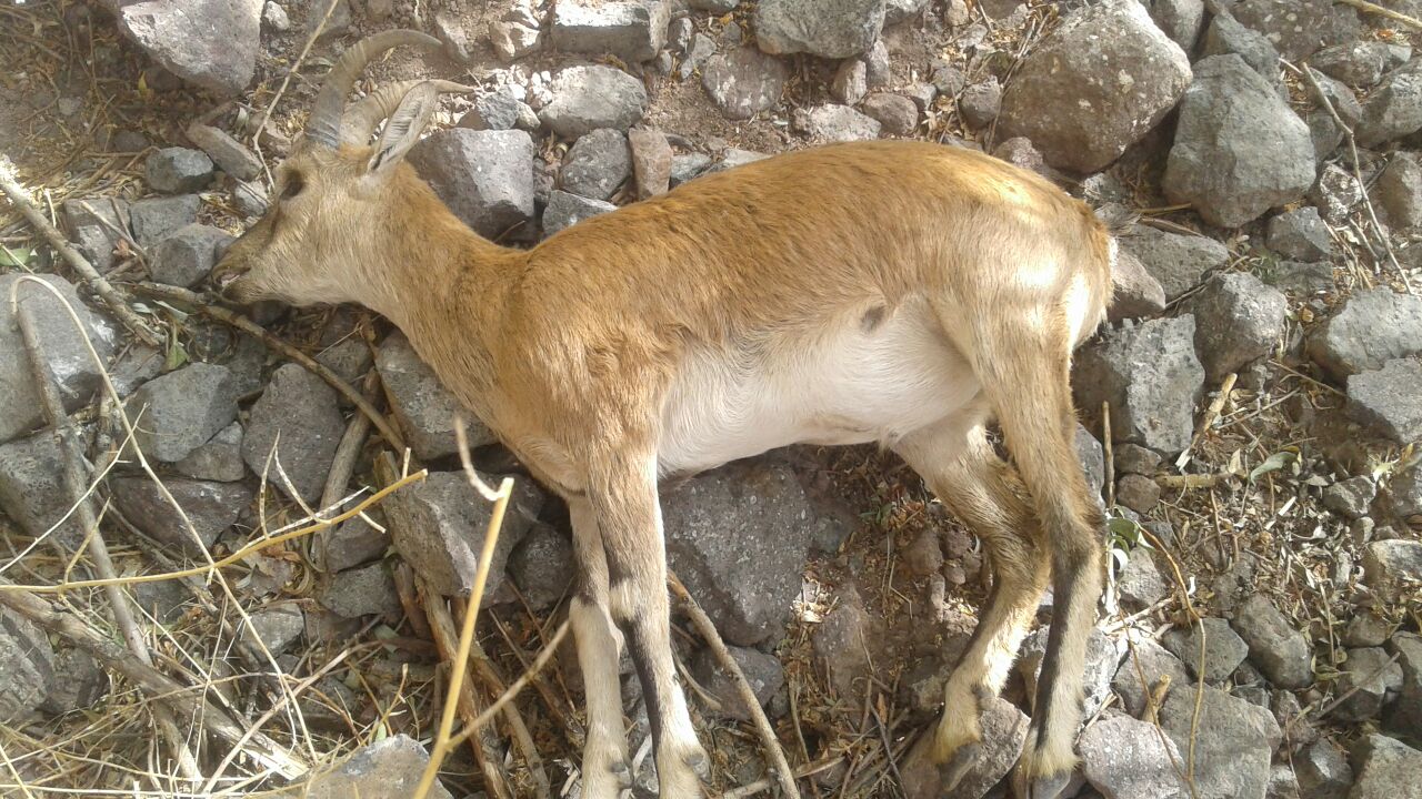 تلف شدن ۲۰۰ راس قوچ و میش در اثر بیماری طاعون نشخوارکنندگان کوچک