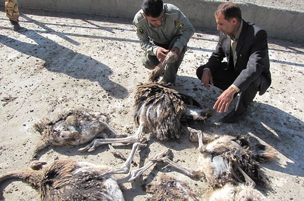 تلف شدن ۳۱ قطعه شترمرغ در روستای پاقلعه در سوق