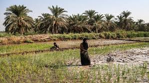 تمدید بیمه محصول شلتوک در خوزستان تمدید بیمه محصول شلتوک در خوزستان