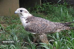 ماجرای وقف کوه دماوند تا رصد ماهواره ای‎ در رزمایش پیامبر اعظم