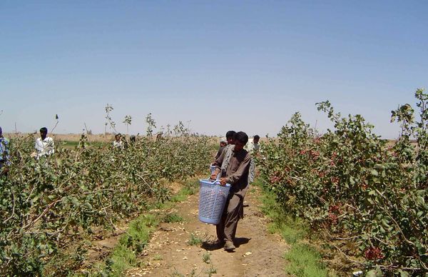 برداشت ۳۰۰۰ تن پسته در خاش . برداشت ۳۰۰۰ تن پسته در خاش .