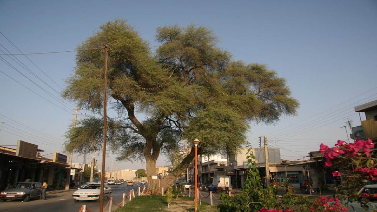 ثبت ۵ درخت قدیمی استان بوشهر در فهرست آثار ملی طبیعی