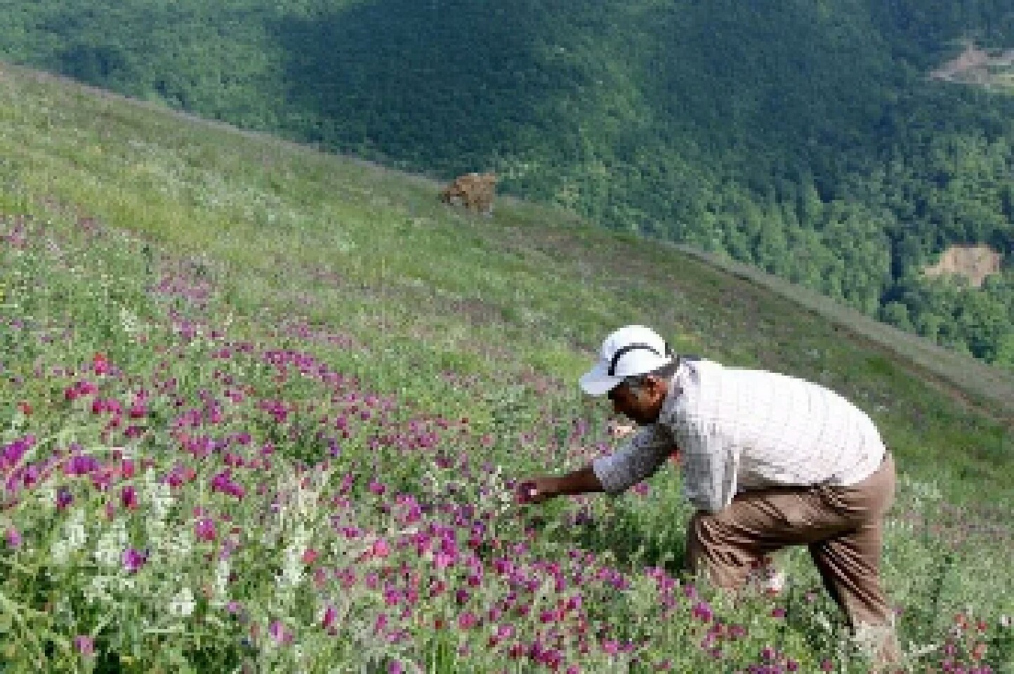 افزایش ۱۵ درصدی سطح زیر کشت گیاهان دارویی   در تایباد