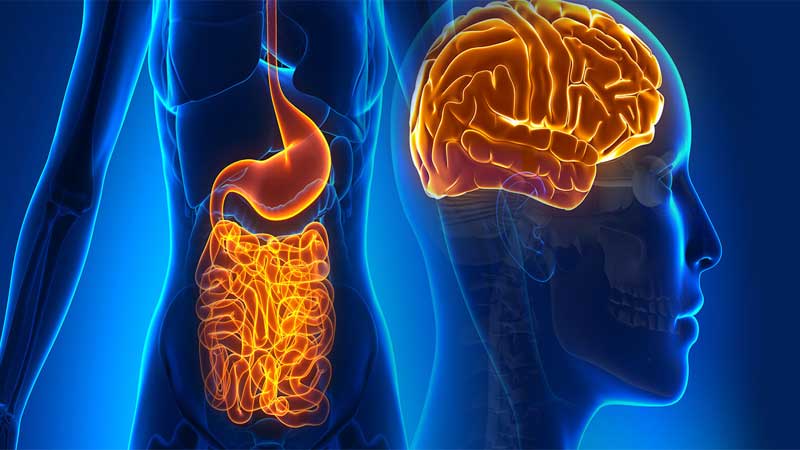 ارتباط بسیار نزدیک دستگاه گوارش و دستگاه عصبی