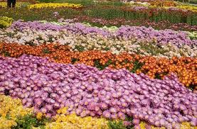 هلند ایران میزبان نمایشگاه گل&zwnj;های داوودی