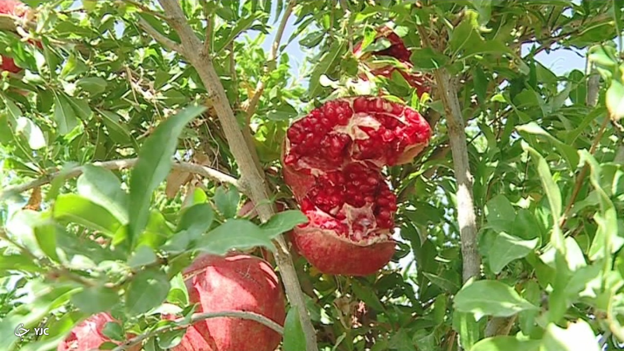 یاقوتهای سرخ ساوه در راه بازارهای داخلی و خارجی