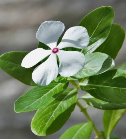 پرورش گیاه پیچ تلگرافی پرورش گیاه پیچ تلگرافی