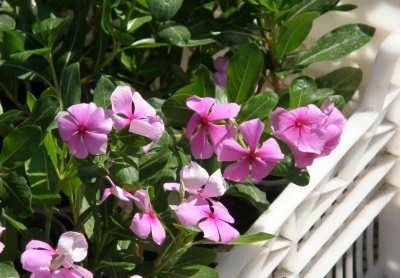 پرورش گیاه پیچ تلگرافی پرورش گیاه پیچ تلگرافی