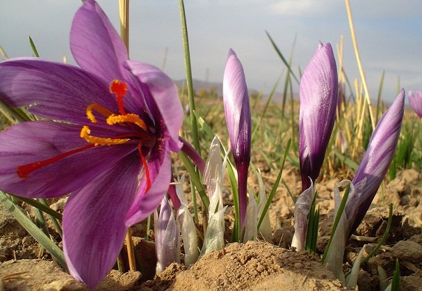 برداشت بیش از ۵ هزار تن زعفران در سبزوار و ششتمد