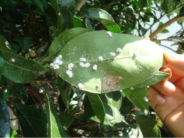 ضرورت مبارزه با آفات و بیماری&zwnj;های باغات مرکبات