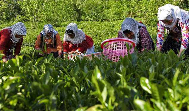 گزارش مکتوب؛ چای ایرانی در تکاپوی یافتن راه خانه ایرانیان