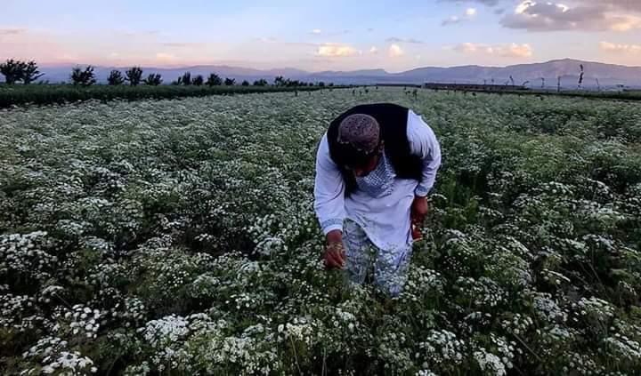 ولایت اروزگان افغانستان کجاست و چه اهمیتی دارد؟