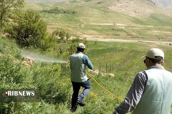 تداوم مبارزه با آفت ملخ در مانه و سملقان