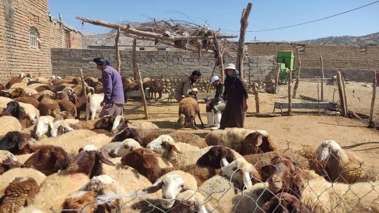 ایمن‌سازی ۲ هزار راس دام در کرخه