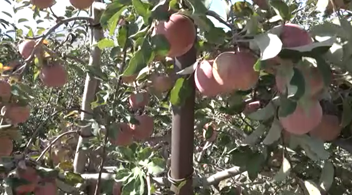 برداشت سیب از باغ های طالقان