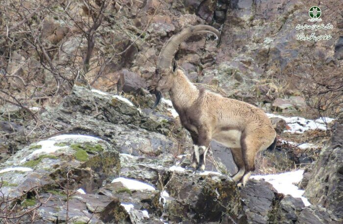 دربند مشکول شهرستان کوثر به منطقه حفاظت شده ارتقا یافت