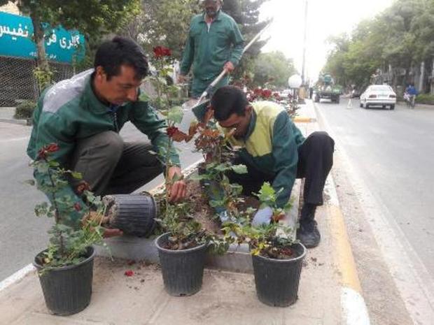 نشا کاری ۷ هزار پیاز گل لاله برای ساخت فرش گل در بجنورد