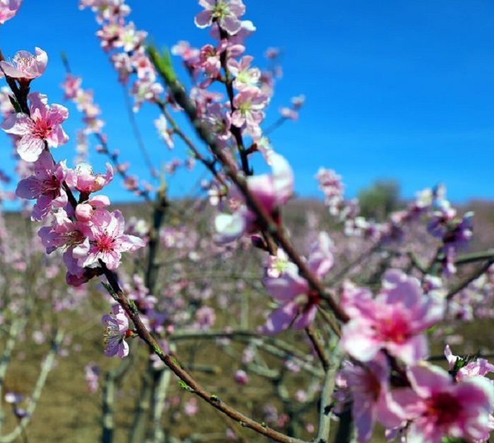 افزایش دمای هوای آذربایجان‌غربی