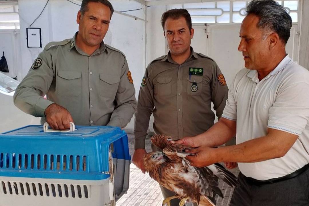تحویل ساری گپه تیمار شده توسط دوستدار حیات وحش به اداره حفاظت محیط زیست