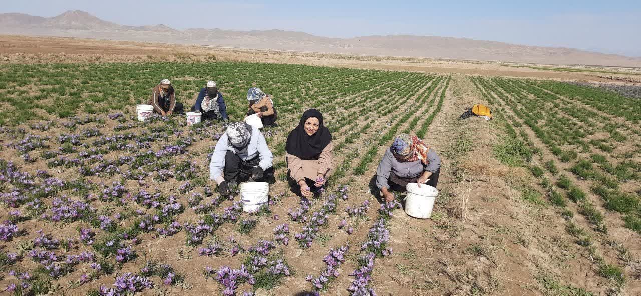 آغاز برداشت زعفران  از مزارع شهرستان جغتای