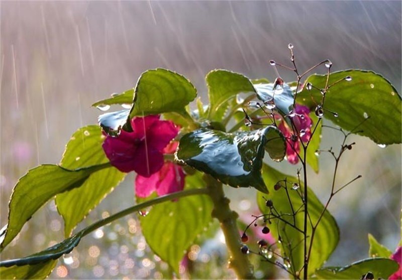 باران مهمان روزهای بهاری خوزستان باران مهمان روزهای بهاری خوزستان