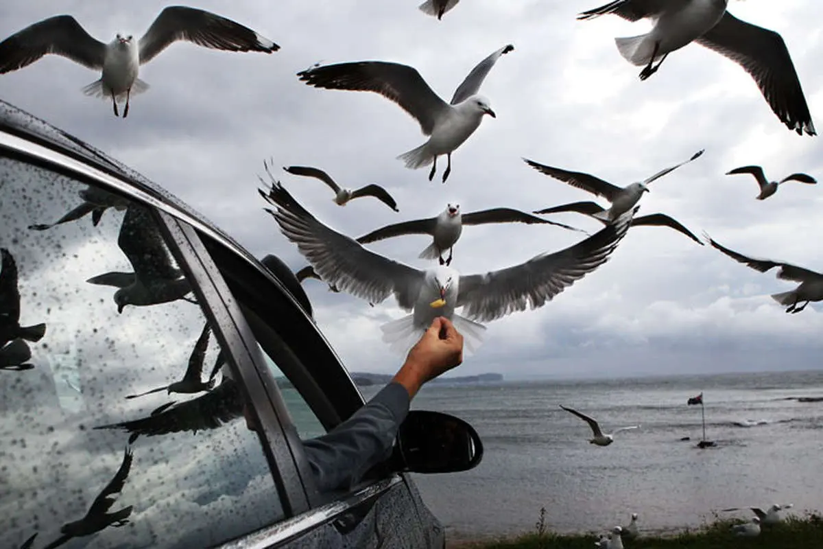 تهدید پنهان غذادهی به پرندگان تهدید پنهان غذادهی به پرندگان