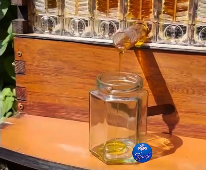 فعالیت ۱۳۱ هزار کندوی مدرن