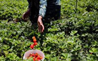 برداشت توت‌فرنگی از مزارع آذربایجان غربی آغاز شد