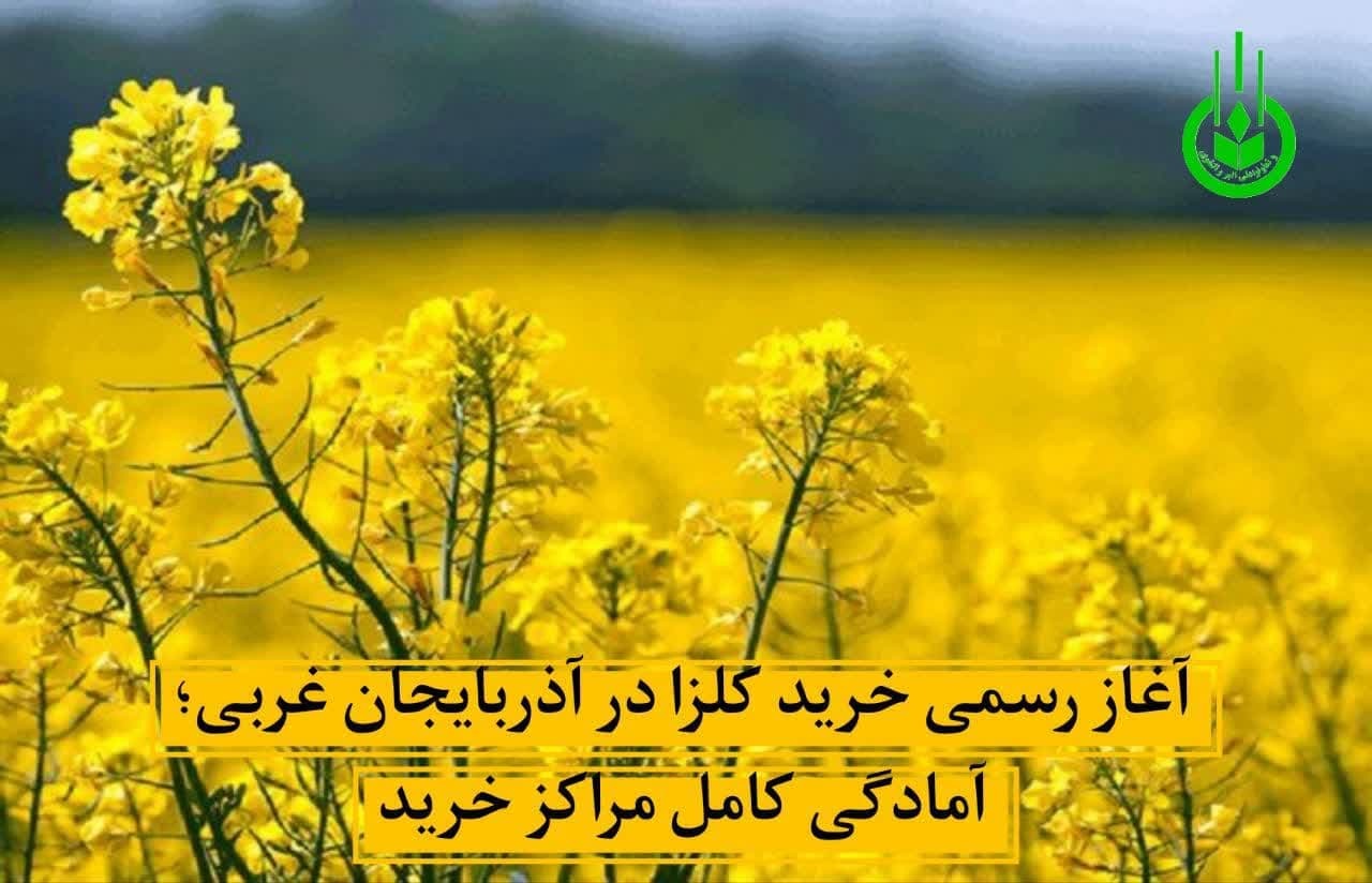 آغاز رسمی خرید کلزا در آذربایجان غربی؛ آمادگی کامل مراکز خرید