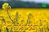 آغاز رسمی خرید کلزا در آذربایجان غربی؛ آمادگی کامل مراکز خرید