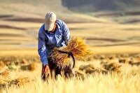۹۰ درصد مطالبات گندم‌کاران پرداخت شد