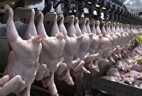 تلاش مضاعف مرغداران گلستانی برای رفع نیازهای غذایی هموطنان