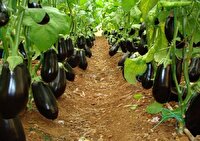 افتتاح طرح گلخانه تولید سبزی و صیفی‌جات